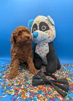 Oliver 🖤, a male Poodle - Toy  for sale in Meta, MO – Photo 6 of 10