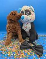 Oliver 🖤, a male Poodle - Toy  for sale in Meta, MO – Photo 10 of 10