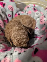 Jessie 💛, a female Poodle - Miniature  for sale in Meta, MO – 9 of 10