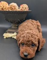 Jessie 💛, a female Poodle - Miniature  for sale in Meta, MO – 8 of 10