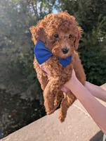 Blueberry 🫐, a male Poodle - Toy  for sale in Meta, MO – 5 of 10