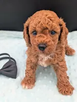 Snoopy 🖤, a male Poodle - Miniature  for sale in Meta, MO – 2 of 10