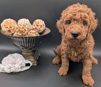 Buzz 🤍, a male Poodle - Miniature  for sale in Meta, MO – 7 of 10