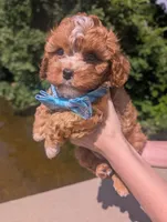 Jaxin 🩵, a male Cavapoo for sale in Meta, MO – 8 of 10