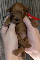 Autumn ♥️, a female Poodle - Toy  for sale in Meta, MO – 2 of 10