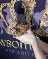 All Spice 🤎, a male Poodle - Toy  for sale in Meta, MO – 4 of 10