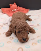 Bo Peep 🩷, a female Poodle - Miniature  for sale in Meta, MO – 4 of 10
