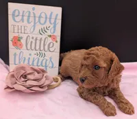 Pixie 🩷, a female Poodle - Miniature  for sale in Meta, MO – 10 of 10