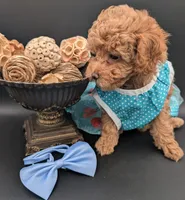 Betty 🩵, a female Poodle - Toy  for sale in Meta, MO – 8 of 10