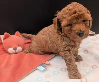 Pixie 🩷, a female Poodle - Toy  for sale in Meta, MO – 6 of 10