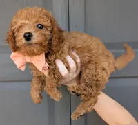 Raspberry 🩷, a female Poodle - Toy  for sale in Meta, MO – 7 of 10