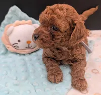 Mohawk 🩶, a male Poodle - Toy  for sale in Meta, MO – 9 of 10