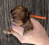 Bamm Bamm 🧡, a male Poodle - Toy  for sale in Meta, MO – 3 of 10