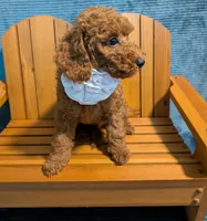 Buzz 🤍, a male Poodle - Miniature  for sale in Meta, MO – 3 of 10