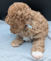 Nathan 🩶, a male Cavapoo for sale in Meta, MO – 10 of 10
