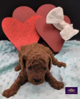 Cal 🤍, a male Poodle - Miniature  for sale in Meta, MO – 1 of 10