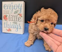 Bamm Bamm 🧡, a male Poodle - Toy  for sale in Meta, MO – 7 of 10