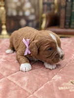 Brooklyn 💜, a female Cavapoo for sale in Meta, MO – Photo 6 of 10