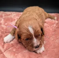 Brooklyn 💜, a female Cavapoo for sale in Meta, MO – Photo 5 of 10
