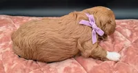 Brooklyn 💜, a female Cavapoo for sale in Meta, MO – Photo 10 of 10