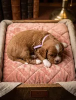 Brooklyn 💜, a female Cavapoo for sale in Meta, MO – Photo 2 of 10