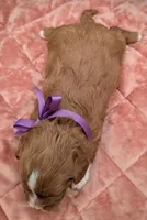 Brooklyn 💜, a female Cavapoo for sale in Meta, MO – Photo 8 of 10