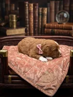 Brooklyn 💜, a female Cavapoo for sale in Meta, MO – Photo 3 of 10