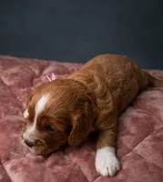 Brooklyn 💜, a female Cavapoo for sale in Meta, MO – Photo 7 of 10