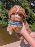 Jaxin 🩵, a male Cavapoo for sale in Meta, MO – 10 of 10