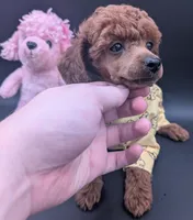 Jessie 💛, a female Poodle - Miniature  for sale in Meta, MO – 3 of 10