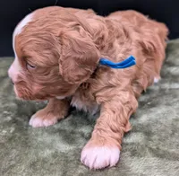 Jaxin 🩵, a male Cavapoo for sale in Meta, MO – 9 of 10