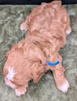 Jaxin 🩵, a male Cavapoo for sale in Meta, MO – 6 of 10