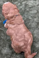 Jaxin 🩵, a male Cavapoo for sale in Meta, MO – 10 of 10
