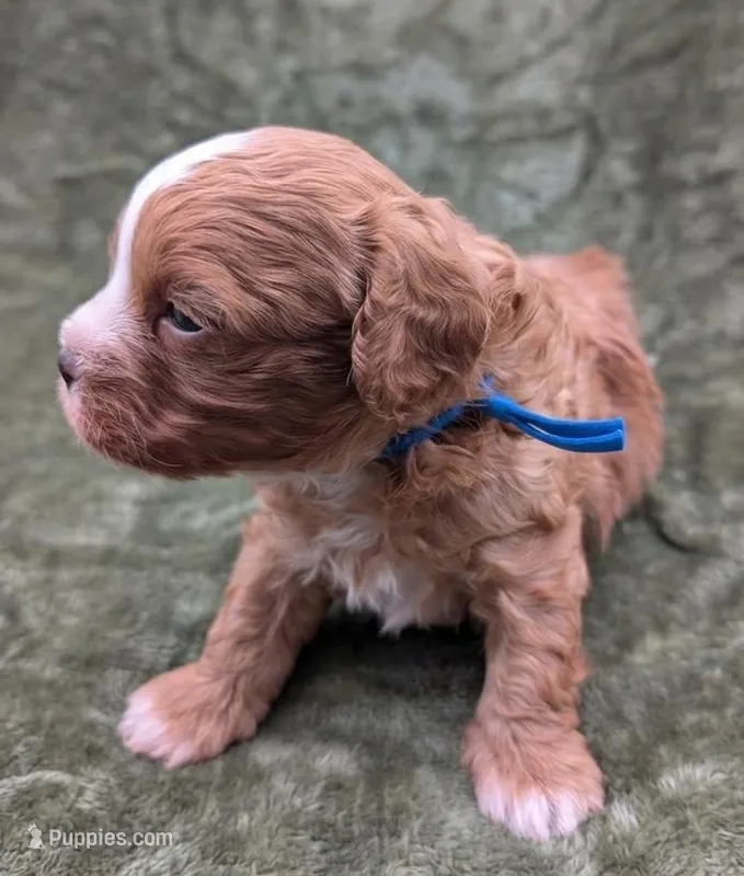 Jaxin 🩵 – Cavapoo puppy for sale in Meta, MO