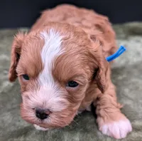 Jaxin 🩵, a male Cavapoo for sale in Meta, MO – 3 of 10