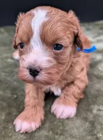 Jaxin 🩵, a male Cavapoo for sale in Meta, MO – 5 of 10