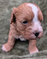 Jaxin 🩵, a male Cavapoo for sale in Meta, MO – 8 of 10