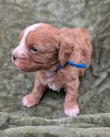 Jaxin 🩵, a male Cavapoo for sale in Meta, MO – 2 of 10