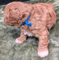 Jaxin 🩵, a male Cavapoo for sale in Meta, MO – 4 of 10