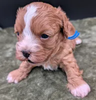Jaxin 🩵, a male Cavapoo for sale in Meta, MO – 7 of 10