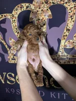 Barney 🤎, a male Poodle - Toy  for sale in Meta, MO – 5 of 10