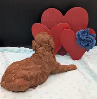 Caleb 🩵, a male Poodle - Miniature  for sale in Meta, MO – 10 of 10