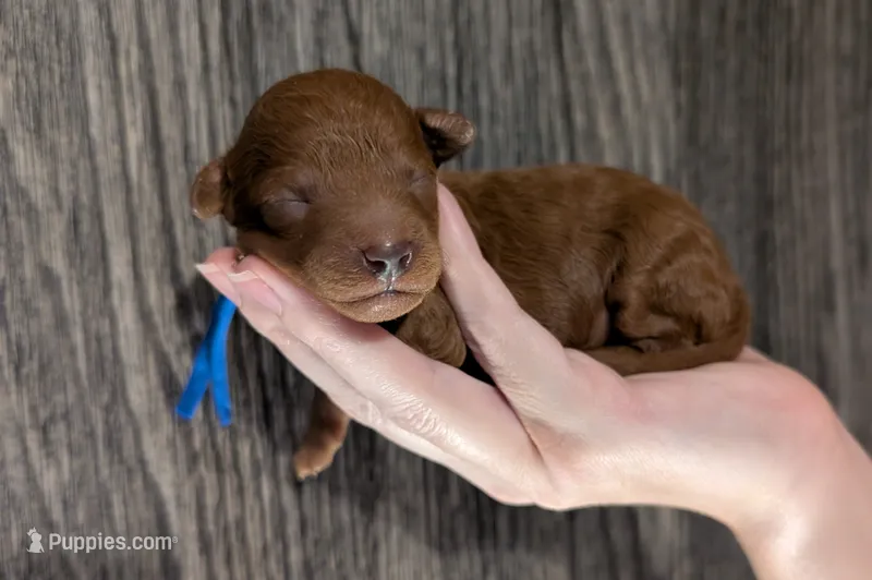 Blueberry 🫐 – Poodle - Toy  puppy for sale in Meta, MO