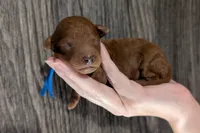 Blueberry 🫐, a male Poodle - Toy  for sale in Meta, MO – 1 of 10