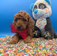 Belson ❤️, a male Poodle - Miniature  for sale in Meta, MO – Photo 3 of 10