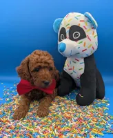 Belson ❤️, a male Poodle - Miniature  for sale in Meta, MO – Photo 2 of 10