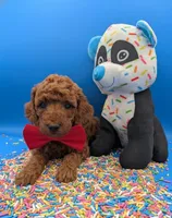 Belson ❤️, a male Poodle - Miniature  for sale in Meta, MO – Photo 4 of 10