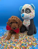 Belson ❤️, a male Poodle - Miniature  for sale in Meta, MO – Photo 5 of 10