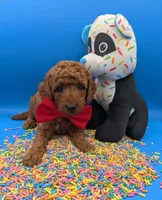 Belson ❤️, a male Poodle - Miniature  for sale in Meta, MO – Photo 10 of 10