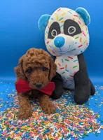 Belson ❤️, a male Poodle - Miniature  for sale in Meta, MO – Photo 9 of 10